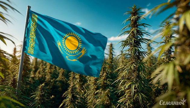 Казахстан официально разрешил выращивание технической конопли Легализация промышленной конопли в Казахстане с лицензированными сортами