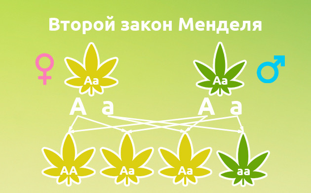 Применение второго закона Менделя в селекции марихуаны Закон расщепления Менделя