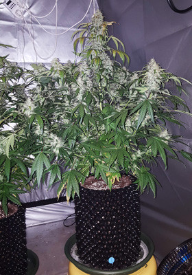 4 неделя цветения конопли Auto White Widow Auto White Widow в горшке