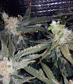 Харвест на 19 неделе выращивания Кусты Fruit Punch перед харвестом