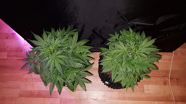 Развитие White Widow на 3 неделе выращивания Кусты Auto White Widow вид сверху