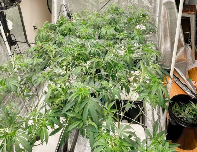 Переход к цветению и установка ScrOG стимулируют рост каннабиса Конопля под сеткой ScrOG