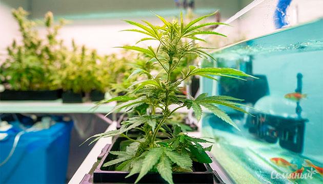 Преимущества выращивания марихуаны на аквапонике Выращивание конопли на аквапонике