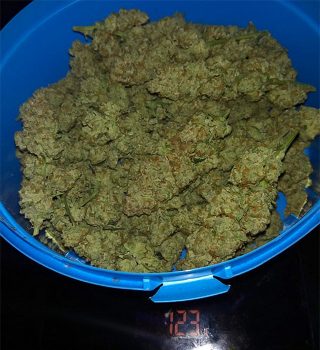 Сбор урожая с кустов Wedding Gelato Сбор урожая Wedding Gelato