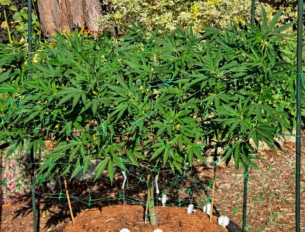 Тренировки и обработка лактобактериями Куст Gorilla Cookies FF от FastBuds на 18 неделе