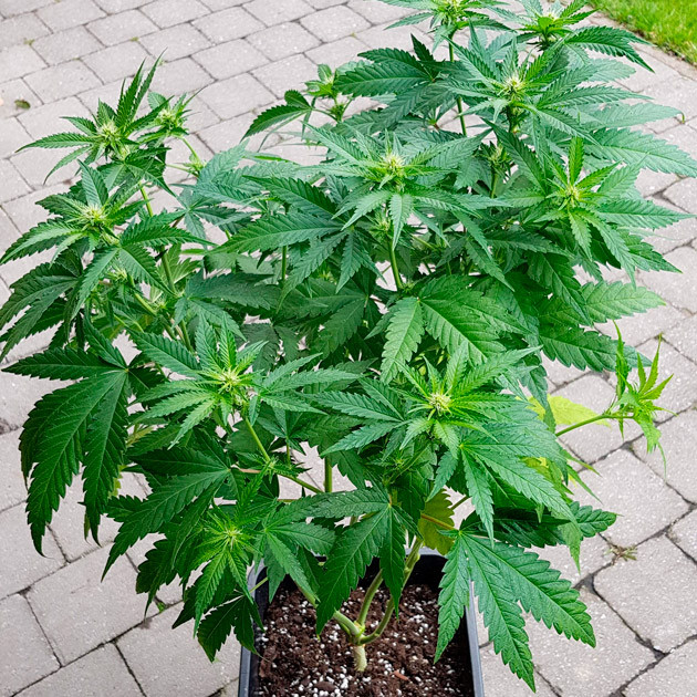 Третья неделя цветения Куст ростом 85 см на улице