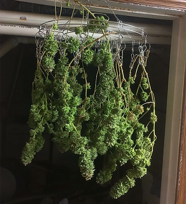 Sapphire OG: промывка куста перед сбором урожая