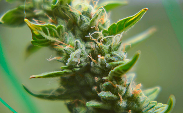 Проверка состояния трихом Соцветие с оранжевыми стигмами вблизи