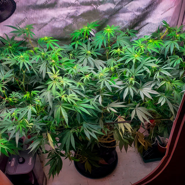 Формирование шишек марихуаны 12 неделя роста каннабиса