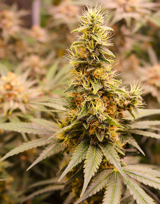 Цветение на 14 неделе выращивания Появление оранжевых стигм