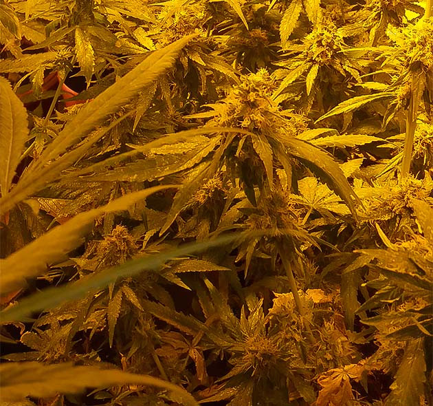 Завершение цветения Eleven Roses Eleven Roses: подготовка к уборке урожая