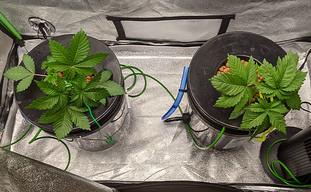 Проращивание семян конопли Blue Gelato 41 Пророст семян сорта Blue Gelato 41