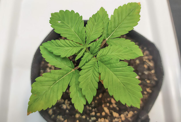 Быстрый рост Biscotti Mintz в первую неделю Biscotti Mintz: Первые успехи в выращивании