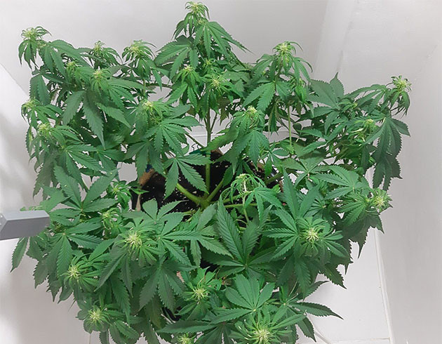 Рост Critical Orange Punch Auto продолжается Уход за Critical Orange Punch Auto