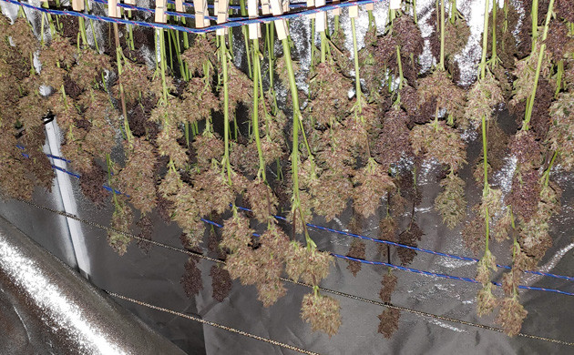 Сушка шишек марихуаны Сушка кол LSD Auto