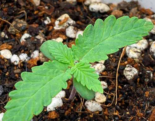 2 неделя роста конопли Росток марихуаны ростом 4 см