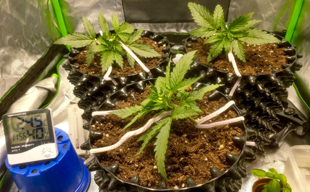 Подгибание ветвей методом LST