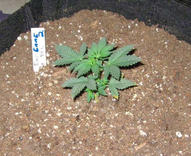 End Game R2 ростом 8 см