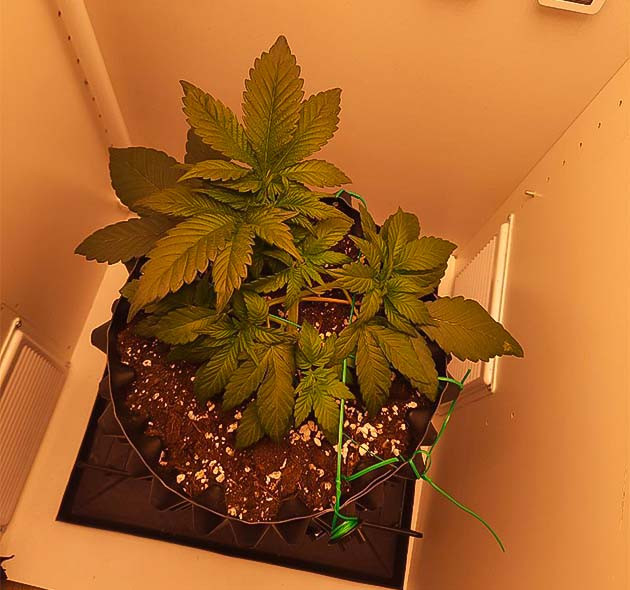 Состав удобрений и режим освещения Куст Dos-Vi-Dos fem от сидбанка Семяныч на 3-4 неделе