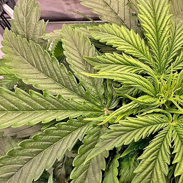 LST марихуаны Конопля ростом 38 см