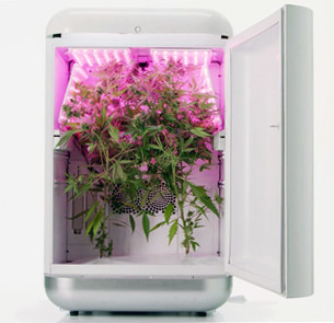 Выращивание конопли в гроубоксе Конопля в гроубоксе Seedo