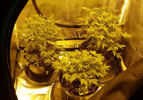 Клоны LSD ростом 49 см