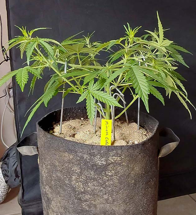 Тренировка растения Mimosa Cake Auto Тренировка куста Mimosa Cake Auto