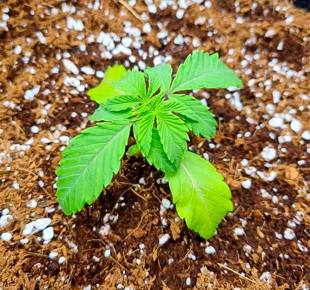 Дефицит или проблемы с усвоением питательных веществ Растишка Strawberry OG Cookies R1 на 3 неделе выращивания