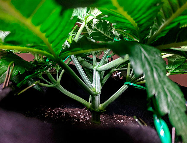 Активная вегетация Jack Herer Конопля на пятой неделе с утолщённым стеблем и густой листвой