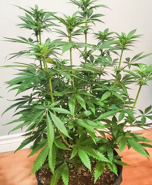 Живой старт цветения Cafe Racer Увеличение удобрений для Cafe Racer