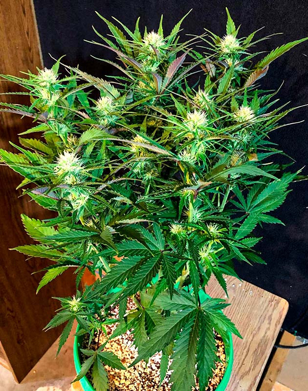 Окончание использования удобрений для вегетации Соцветия Original Blueberry Auto на 7 неделе выращивания