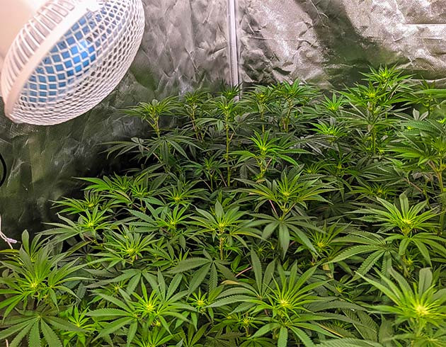 Вентиляция и микробутончики Notorious THC Рост высоты и зачистка