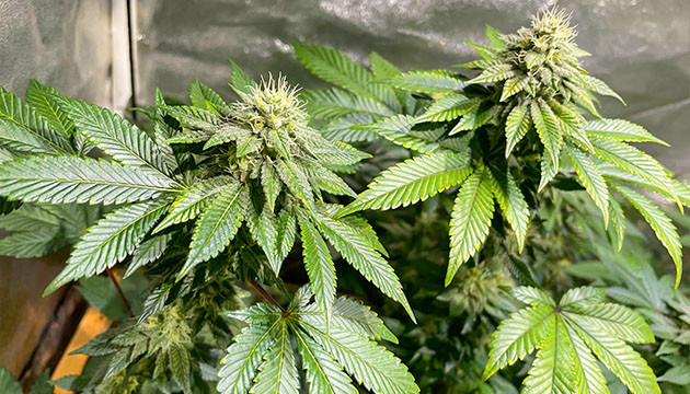 Дефолиация и изменение питательной смеси Две колы каннабиса