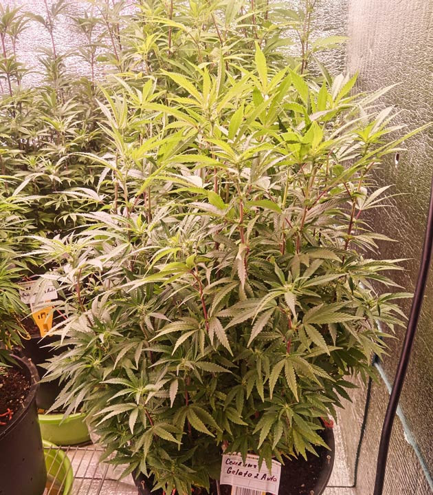 Активный рост и полив каннабиса Куст Gelato 2 Auto от Семяныча на 5 неделе