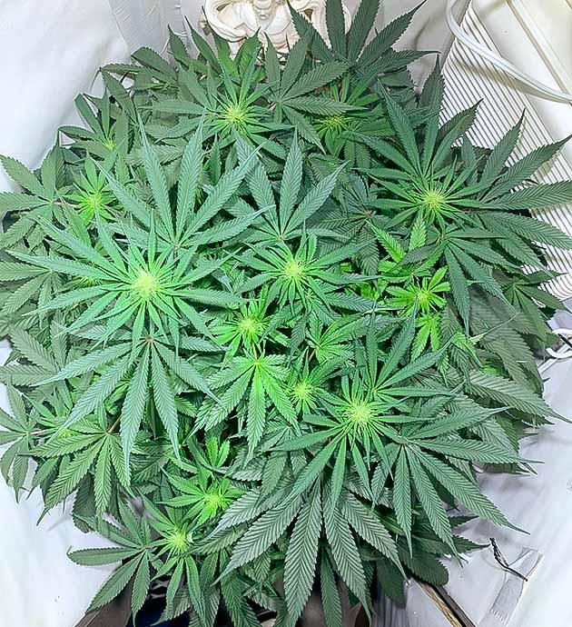 Первая промывка конопли Высота каннабиса 50 см