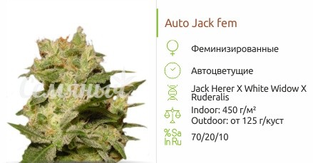 Сорт конопли Auto Jack Auto Jack fem