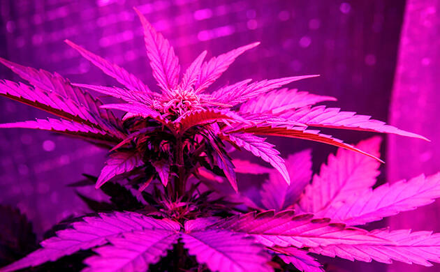 Влияние светового спектра на рост и метаболизм каннабиса Дальний красный спектр в грове каннабиса