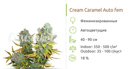 Сорт марихуаны Cream Caramel Auto Cream Caramel Auto от Sweet Seeds