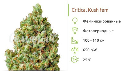 Сорт конопли Critical Kush Critical Kush от Barney’s Farm