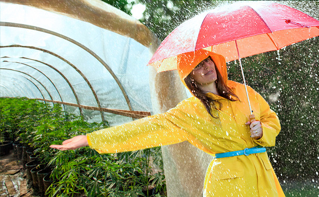 Выращивание сативы в теплице Конопля в теплице