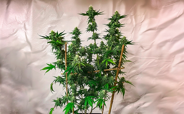 Техники поддержки каннабиса на стадии цветения Подпорки и подвязка марихуаны на стадии цветения