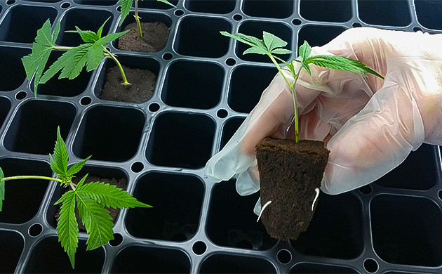 Образование корней у клонов конопли Образование корней у черенков каннабиса