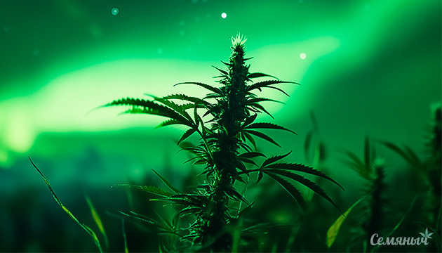 Популярность сорта Northern Lights Northern Lights – Сияние среди каннабисовых сортов