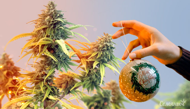 Канна-ёлка 2024: Конкурс на форуме Канна-ёлка 2024 на форуме Семяныча