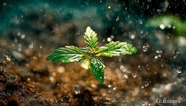 Как правильно поливать коноплю в открытом грунте Полив сортовой конопли в аутдоре