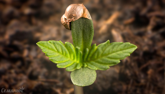 Проращивание семян конопли