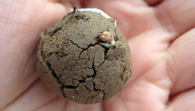 Сидбомба с семенем каннабиса Внешний вид сидбомбы