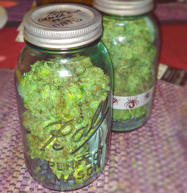 Сухой урожай Урожай конопли в банке