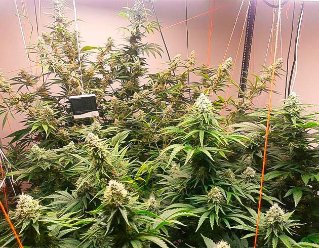 Цветение и поддерживающие расстяжки для конопли Кусты Persian Pie от GHS на 11-12 неделе выращивания