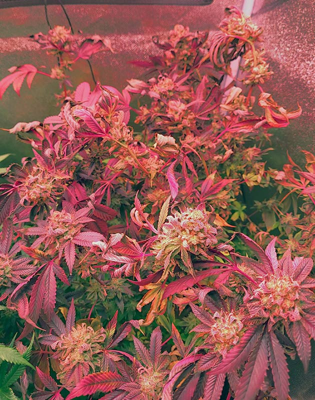 Фиолетовый окрас конопли Куст RS11 от 7CH American на фазе цветения